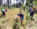 harvesting