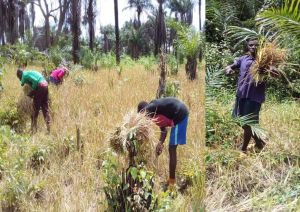 harvesting