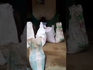 harvested rice prepared for